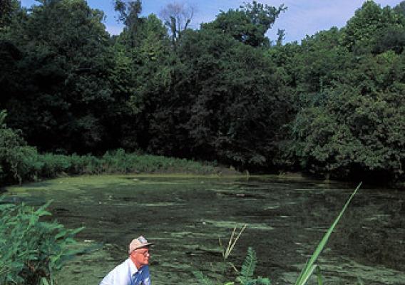 USDA agricultural engineer Jim Fouss observing an algal bloom on Alligator Bayou, near Baton Rouge, Louisiana