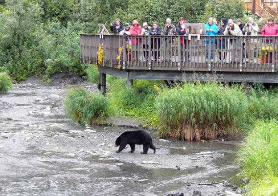 Visitors at the Crooked Creek Information Center in Valdez, Alaska looking at a bear and salmon