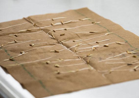 Seeds germinated in moist paper towels at the U.S. Department of Agriculture's (USDA) Agriculture Research Service (ARS) National Center for Genetic Resources Preservation (NCGRP)