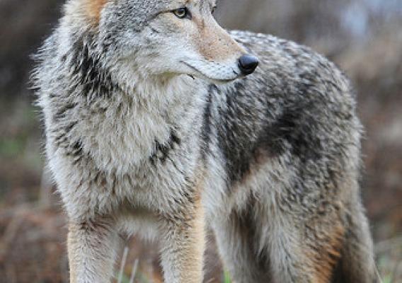 Historically a species of the North American plains, coyotes now occupy much of the Southeast. (Photo by Rebecca Richardson, courtesy of Wikimedia.org.)