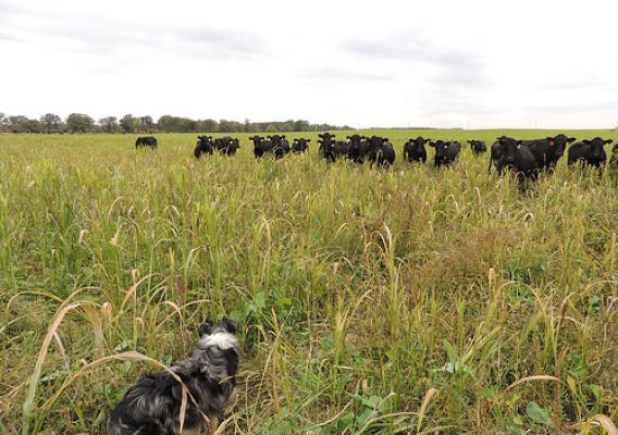 Angus cows on Tom Finnegan’s farm grazing cover crops