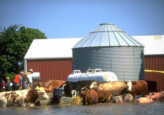 Prepare Livestock and Animals Ahead of Severe Weather | USDA