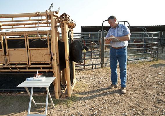 Veterinarian inspecting cattle