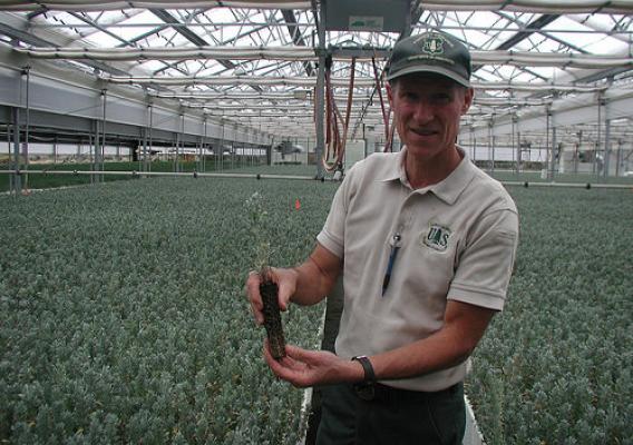 John Sloan, the assistant nursery manager at the Lucky Peak Nursery, showing off a one-year old container-grown sagebrush seedling