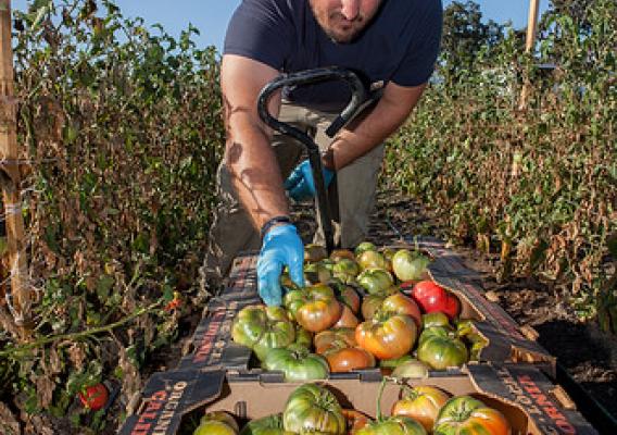 U.S. Army Veteran Matt Smiley harvesting heirloom tomatoes at Jacobs Farm