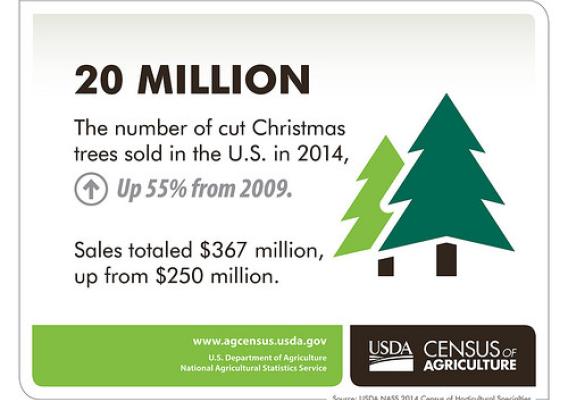 Christmas Trees infographic