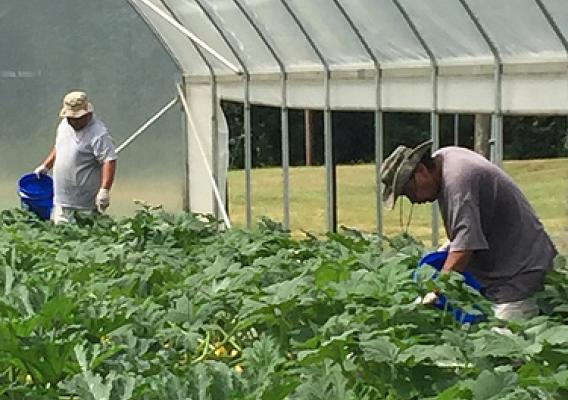 A crew from the Mississippi Band of Choctaw Indians taking care of crops inside a high tunnel
