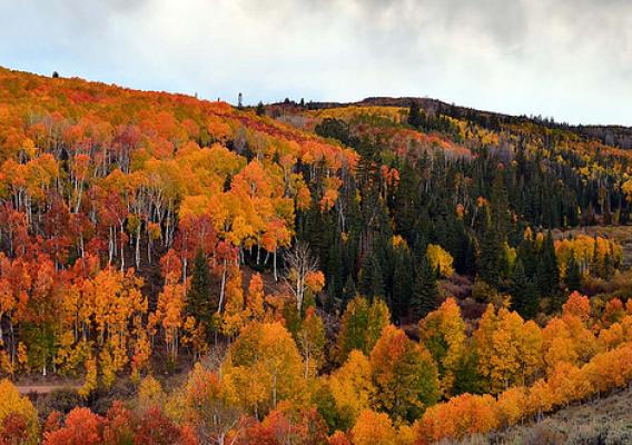 Aspens in the Fishlake National Forest