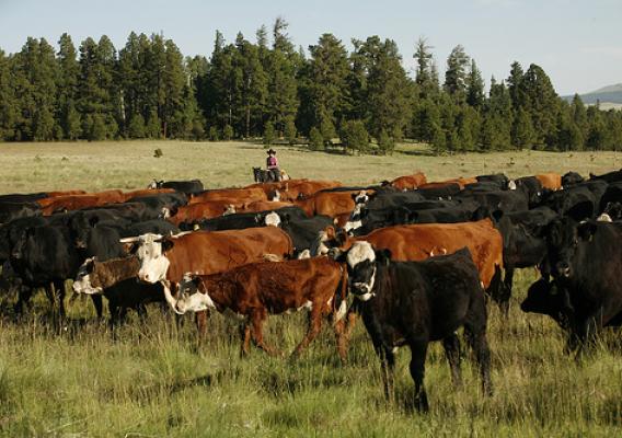 Cow herd is tended on the Apache-Sitgreaves National Forest in Arizona.  The Ranch was a recent winner of the Forest Service’s Outstanding Rangeland Management External Partner Award. (Photo Credit:  Photo taken by Wink Crigler for X Diamond Ranch)