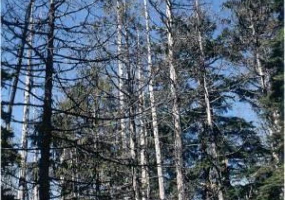 The stark effects of yellow cedar die-off (Photo US Forest Service)