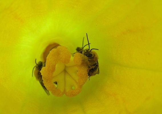 Some bees are specialists that only pollinate certain plants. This squash bee works the Cucurbita crops—squash and pumpkins.  (Photo courtesy of Nancy Adamson and the Xerces Society)