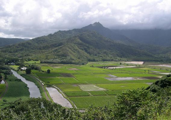 Plentiful taro fields in the Hanalei Valley on Kauai (Photo Credit: NASS Hawaii Field Office)