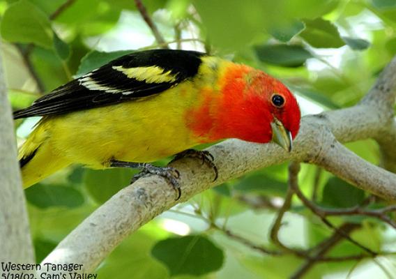 The Western tanager is a striking colored bird which is found in mixed conifer forests occurring on California forests. Photo courtesy of Jim Livaudais