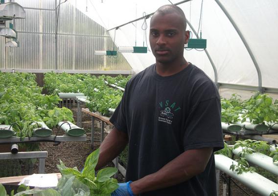: A veteran and participant of the Veterans Sustainable Agriculture Training program handles living basil at an organic hydroponic farm, which grows plants in water as opposed to soil. The program, started by decorated Marine sergeant Colin Archipley, passes on agricultural knowledge to veterans to not only provide healing through farming but also to support them in starting their own agricultural enterprises.  