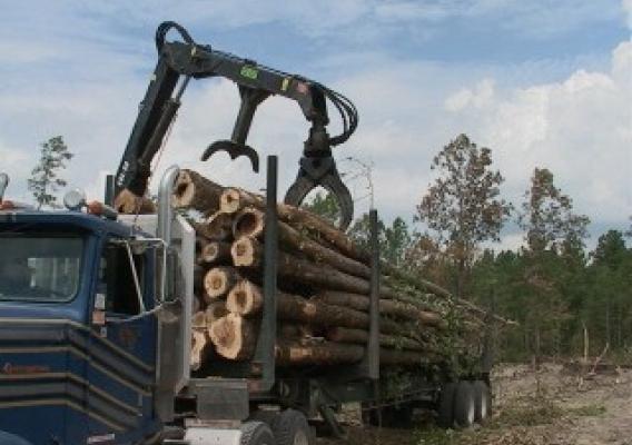 A log truck loads timber to be used in forest products.