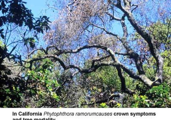 An oak succumbs to Sudden Oak Death/US Forest Service photo