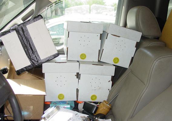 Charlie Reffitt shares the cab of his pickup truck with loose bees and boxed hives.  Each box contains a queen and initial colony, designed to attract wild bees.  The black taped box is a collected wild hive ready for delivery to a local apiary.