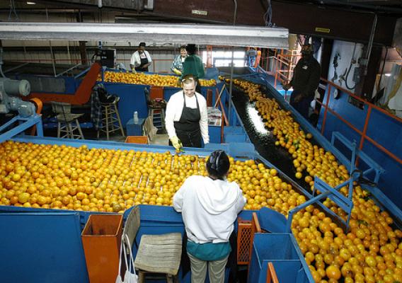 Oranges at the Seald Sweet processing plant in Vero Beach, Florida