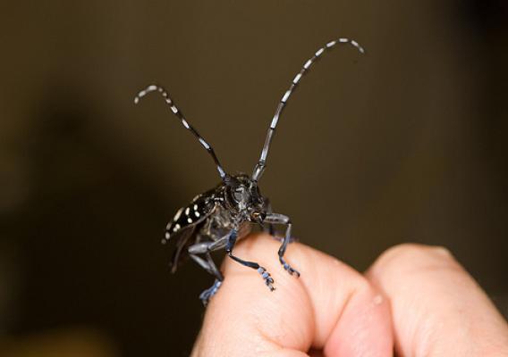 The Asian longhorned beetle is a large, showy beetle that is a voracious consumer of many tree species, such as maples.