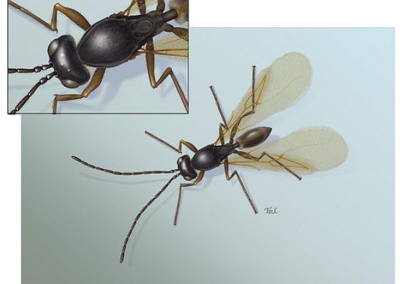 Painting by Taina Litwak of a new species of tiny parasitic wasp in the genus Perischus.  Done in 2011 for Dr. Matt Buffington.  The painting starts with a pencil drawing done through the microscope of a dead pinned specimen.  Details for this painting were included which only are visible in scanning electron microphotographs, as the species is so very small.  The painting itself is done digitally in Adobe Photoshop.  The species was first collected in South America in 2010 and is involved with parasitizing