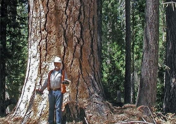 Tim Lovitt, a seasonal forester, stands next to the base of a 240-foot ponderosa pine, which has a smaller diameter than the ponderosa “Phalanx.” USFS photo.