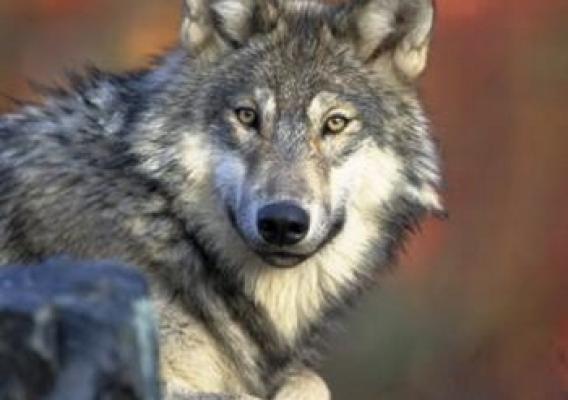 A gray wolf (not OR7)
