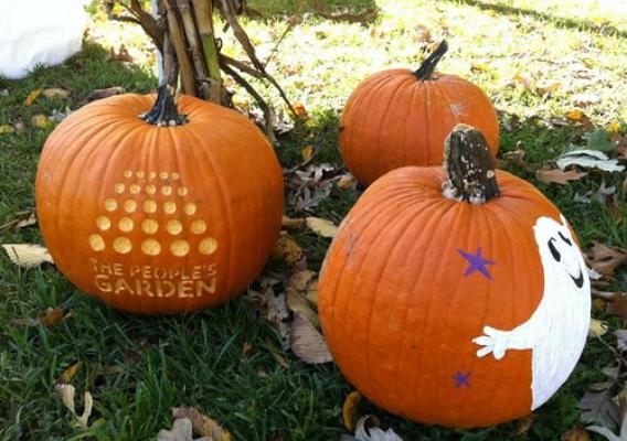 @USDA: Check out this #MyPumpkin, @PeoplesGarden style! 