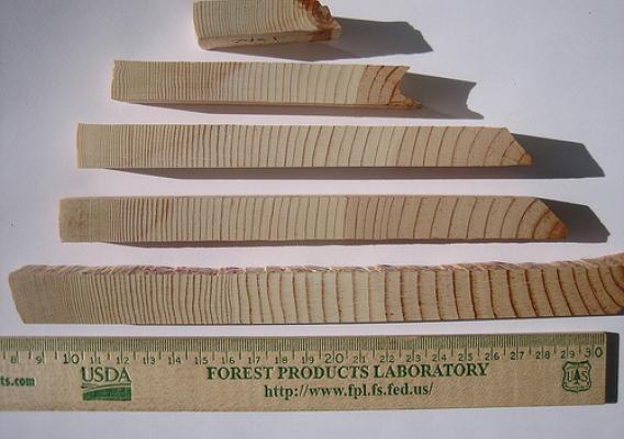 Suppressed growth trees can contain decades of growth rings in a half-inch section of wood.