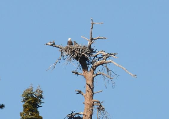 Baby bald eagle Jack, right, in his nest. Photo credit: Robin Eliason, District Wildlife Biologist, San Bernardino National Forest, Mountaintop Ranger District