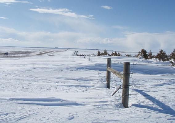 Living Snow Fences help protect roadways in El Paso County from drifting snow during Colorado’s harsh winters.