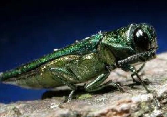 The emerald ash borer, highly destructive to ash trees, is one of the most destructive non-native insects in the U.S. Photo credit:  Invasive.org
