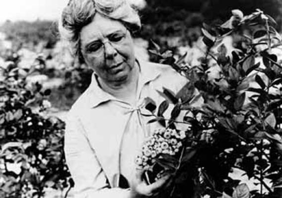 AMS, Women’s History Month, Elizabeth Coleman White, Blueberries, Research and Promotion Program, Specialty Crop Block Grant Program
