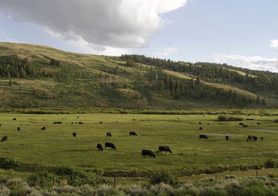 Cattle graze in meadows along South Piney Creek on the Fish Creek Flying W Ranch west of Big Piney in 2011. Photo by Mark Gocke, Wyoming Game and Fish Department.