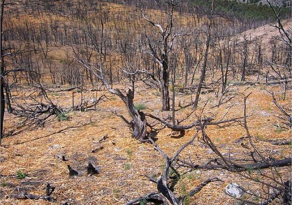 WoodstrawTM covering forest land impacted by wildfire. Photo courtesy: Forest Concepts