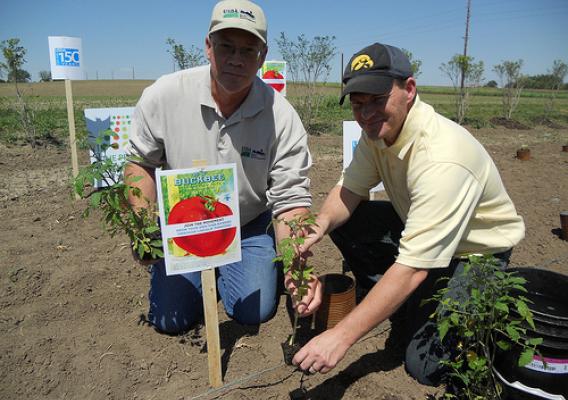 To help celebrate USDA’s 150th anniversary which was on May 15th, USDA Rural Development employee Mike Boyle (left in photo) and community volunteer Josh Meier, planted special heirloom “Abraham Lincoln” tomatoes at Hardacre Community Garden in Tipton, Iowa.