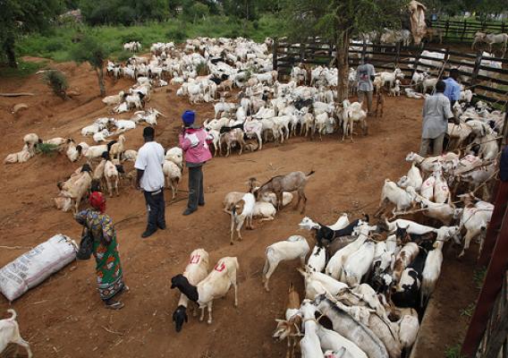 African goat market seen on a Farm Africa-led Mwingi District tour for goat improvement project partners.  (Photo credit: Fulani Media, International Livestock Research Institute).