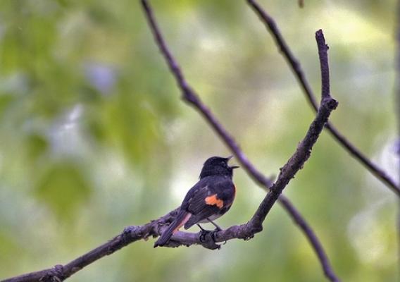 An American Redstart sings from his perch deep within the Chippewa Flowage Watershed. Photo by Eric Olsen.