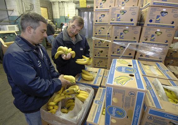 U. S. Department of Agriculture (USDA) Agricultural Marketing Service (AMS) inspectors Geno DeSanto and Bob Schofield examine bananas at the Philadelphia Food Distribution Center in Philadelphia, Pennsylvania on May 21, 2008.USDA photo.