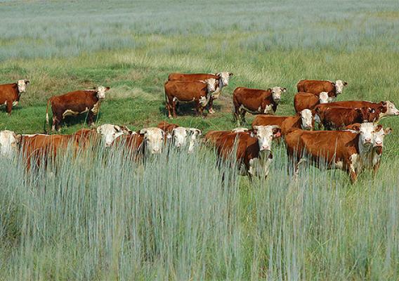 On J.A. Ranch pastures, cattle are rotated to maintain a stubble height of six inches or greater in a three- to four-pasture rotation system.
