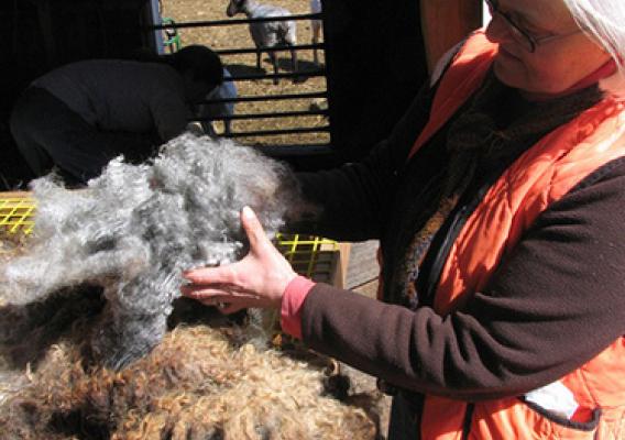 Shearing time at Cider Hill Farm in North Haven Island.  This photo will be featured in the online Maine Fiber Resource Guide.  Photo courtesy of Maine Fiberarts,  Topsham, Maine, <a href="http://www.mainefiberarts.org" rel="nofollow">www.mainefiberarts.org</a>