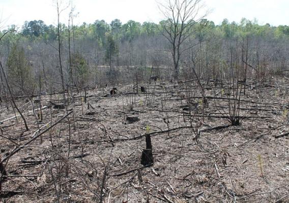Antioch Missionary Baptist Church worked with NRCS to transform idle land into future forests, which will not only help the church financially but provide habitat for wildlife, cleaner water and cleaner air.