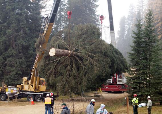 The 88-foot Engelmann spruce selected as the 2013 Capitol Christmas Tree is hoisted onto a flatbed truck, where it will be secured for the 5,000-mile journey across the country. (U.S. Forest Service photo)