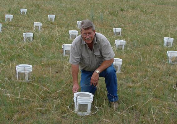 Nelson Foster inspecting cages used to test the effectiveness of different baits used to suppress grasshoppers.
