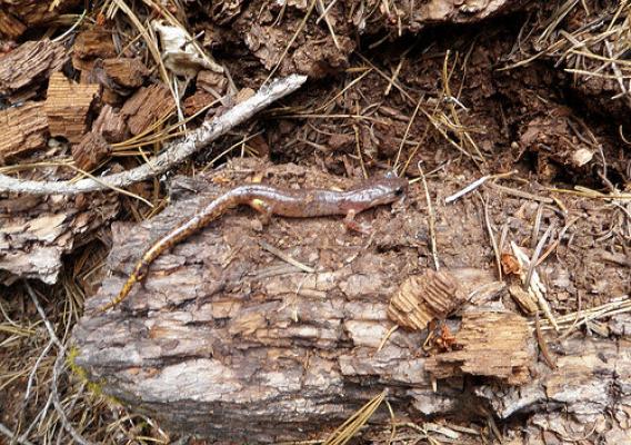 The Ensatina salamander (Ensatina eschscholtzii) is a good indicator of forest ecosystem health. (U.S. Forest Service/Hartwell Welsh)