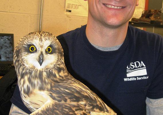 USDA airport biologist Bobby Hromack holds his first captured short-eared owl. Although it weighs no more than 16.8 ounces, the species can pose an aviation safety hazard due to its 33-43 inch wingspan and low, rolling flight style.