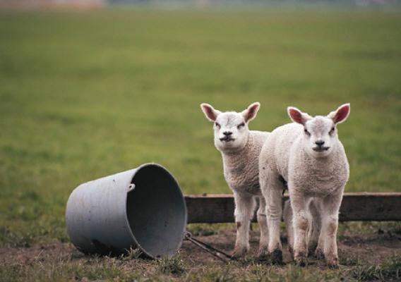 USDA is taking a multi-faceted approach to supporting the American sheep and lamb industry, working with researchers and market analysts to identify strategies and goals.