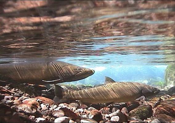 Bull trout spawn in a spring of the Middle Fork Willamette River. They were transferred from the McKenzie River to historic habitats in the Middle Fork. (U.S. Forest Service)