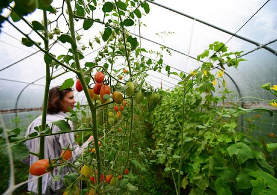 Taylor Dale picks fresh cherry tomatoes grown in a hoop house to sell in the local farmer’s market in Santa Fe, N.M. USDA photo.