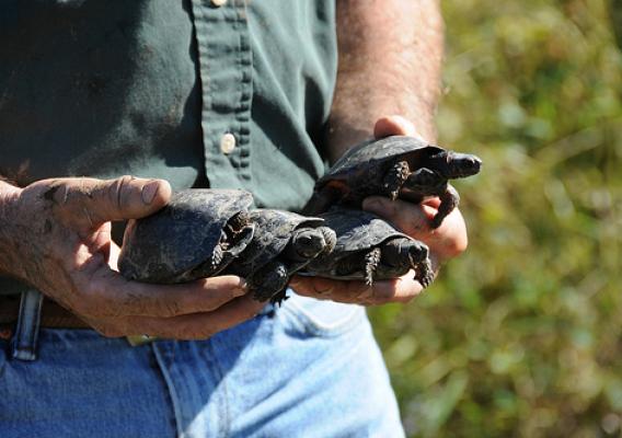 The bog turtle is one of America’s rarest, and NRCS and private landowners are working together to boost populations.