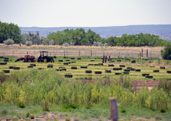 A healthy alfalfa field in the Santo Domingo Pueblo as a result of improved soil health and a new irrigation system.